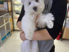 -翊宠yipet猫狗购宠庄园犬舍•猫舍