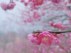 -新建村梅花