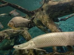 -上海海洋水族馆