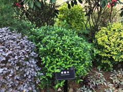 -东莞植物园