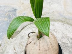 -东郊椰林