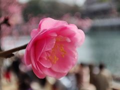 -望江楼公园