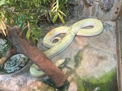 -上海大自然野生昆虫馆(东方明珠·爬宠昆虫探索中心)