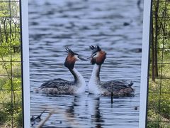 -野鸭湖国家湿地公园