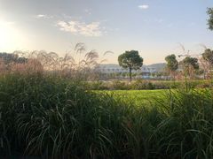 -羊山湖公园