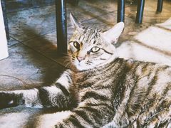 -猫姑娘大盘鸡(商城路店)