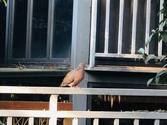 -谷咖啡·鲜花绿植花园餐厅