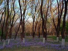 -苏家坨柳林村二月兰花海