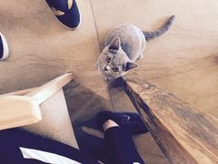 -猫咖时代(中山亭店)