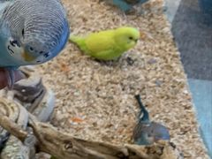 -怪兽屋·羊驼·猫咖·狗咖(俊华广场店)