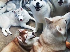 -TrueLove @ Neverland (Husky Cafe)