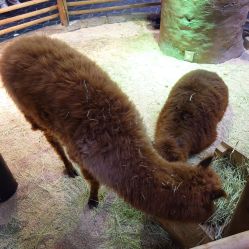 -Zoolung Zoolung动物主题公园(海信广场店)