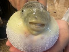 -肆月河豚·淮扬菜·湘菜(华天店)