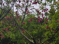 -杭州半山国家森林公园