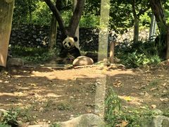 -都江堰中华大熊猫苑