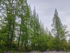 -上海滨江森林公园