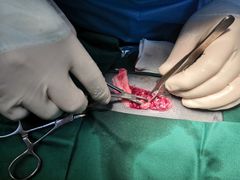 -安安宠医·安宠宠物医院