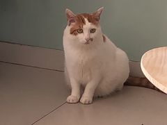 -平行世界·猫咖(首经贸店)