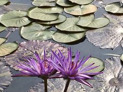 -国家植物园南园