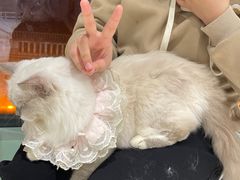 -怪兽屋·羊驼·猫咖·狗咖(俊华广场店)