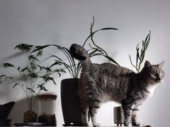 -北京恒爱动物医院(清景园分院)