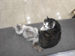 -派特宠物医院(圆融广场店)