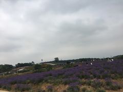 -大塘金香草谷