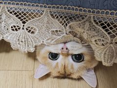 -宠颐生中康贝怡动物医院