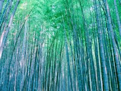 -杭州植物园