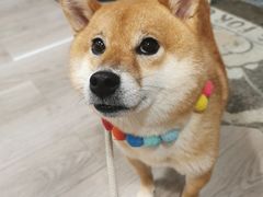 -柴迷FANS CLUB·柴犬狗咖·猫咖