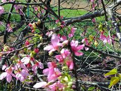 -天适樱花悠乐园