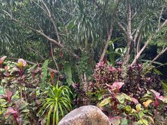 -中国科学院西双版纳热带植物园