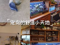 -吉丁鸟咖·异宠·寄养