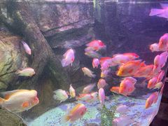 -泉城欧乐堡海洋极地世界