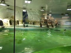 -北戴河圣蓝海洋公园
