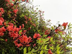 -大围山国家森林公园