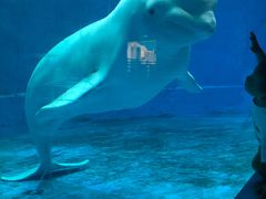 -芜湖新华联大白鲸海洋公园