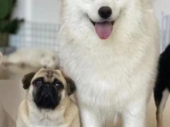 -和它·交个朋友·狗咖猫咖(爱琴海店)