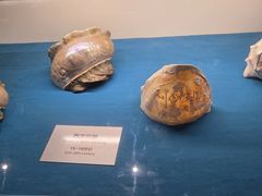-青岛贝壳博物馆
