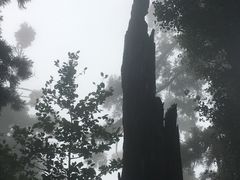 -天目山大树王景区