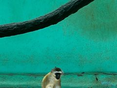 景点-北京野生动物园