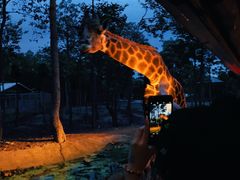 -清迈夜间动物园