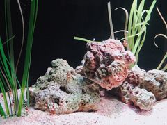 -暹罗海洋世界