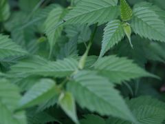 -白塘生态植物园