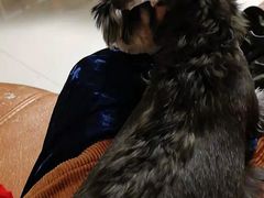 -瑞派宠物医院·内科·软组织·绝育中心(沈阳八纬路分院)