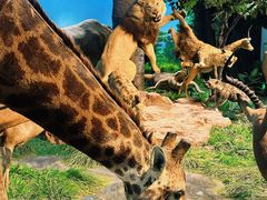 -国家自然博物馆