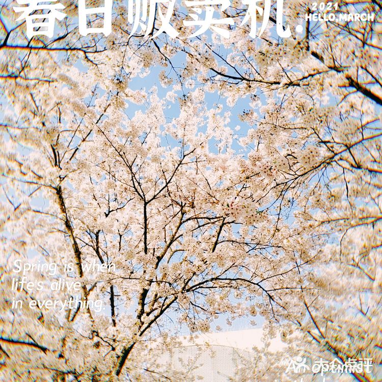 春天贩卖机🍧这里的樱花真美啊🌸
