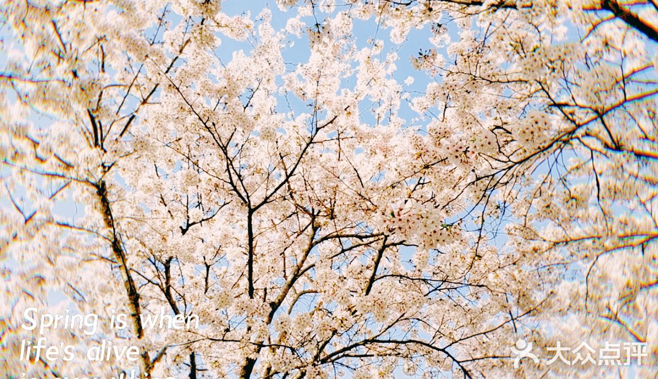 春天贩卖机🍧这里的樱花真美啊🌸