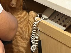 -康旭宠物医院(郑州总院)