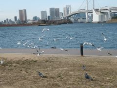 -台场海滨公园船码头
